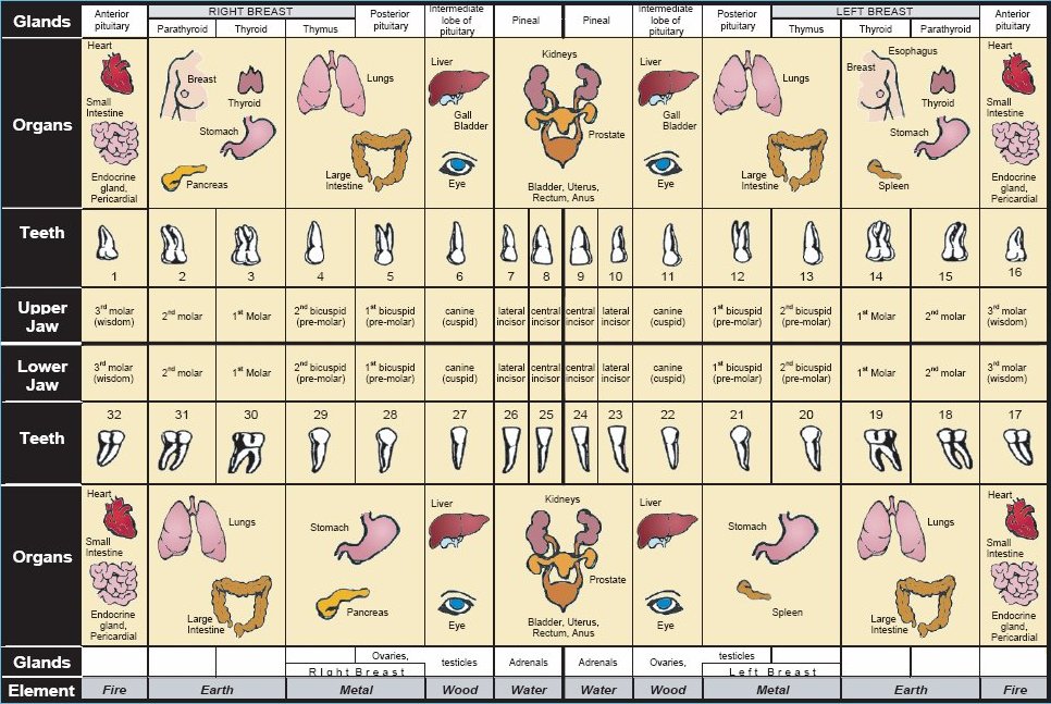 Tooth Meridian Chart