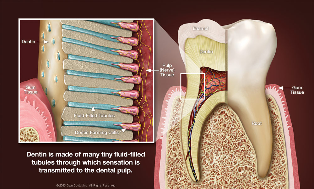 Dentin and Sensitive Teeth Diagram